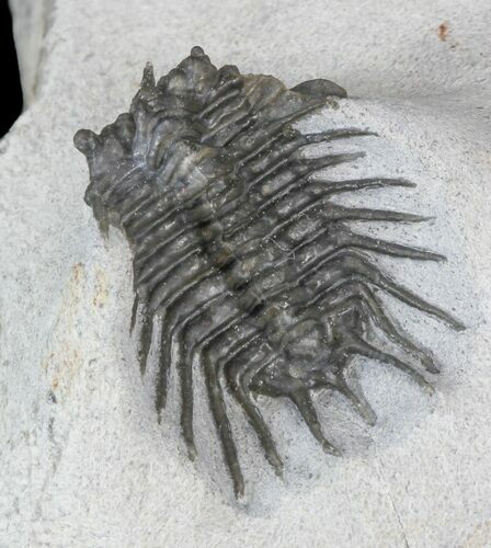Undescribed Odontopleurid (aff Laethoprusia) Trilobite #39793